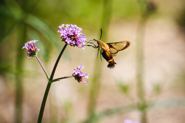 Closeup of a Hummingbird hawk-moth