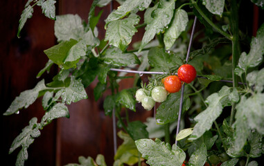 on the vine