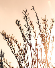 sunset in the grass