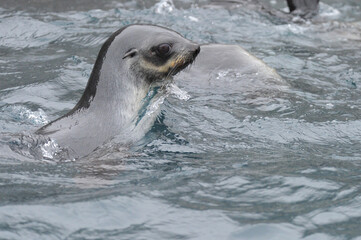 Obraz premium Fur seals are any of nine species of pinnipeds belonging to the subfamily Arctocephalinae