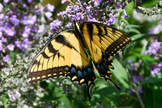 Eastern Tiger Swallowtail Butterfly on Lavender Flowers