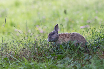 Perfil de conejo domestico comiendo a la sombra en un prado soleado.