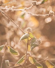plants in winter