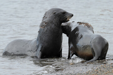 Fototapeta premium Fur seals are any of nine species of pinnipeds belonging to the subfamily Arctocephalinae