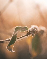 plants in winter
