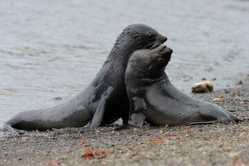 Fur seals are any of nine species of pinnipeds belonging to the subfamily Arctocephalinae