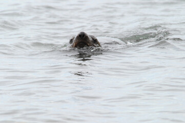 Fur seals are any of nine species of pinnipeds belonging to the subfamily Arctocephalinae