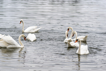 Imagine a group of swans who have decided to form a synchronized swimming troupe in the local pond....