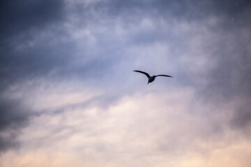 seagull in flight