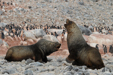 Fototapeta premium Fur seals are any of nine species of pinnipeds belonging to the subfamily Arctocephalinae