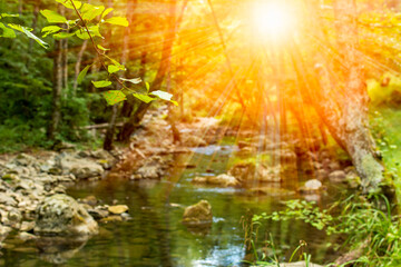 Horizontal View of a River in a forest with lens flare in a hot summer day
