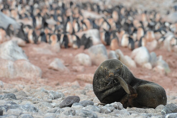 Fur seals are any of nine species of pinnipeds belonging to the subfamily Arctocephalinae