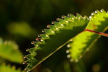 Close-up of green leaf with serrated edges and morning dew drops. Backlit by sunlight, the leaf glows with natural freshness and fine botanical detail