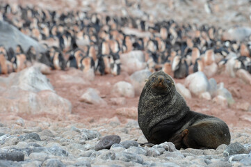 Fur seals are any of nine species of pinnipeds belonging to the subfamily Arctocephalinae