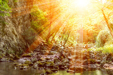Horizontal View of a River in a forest with lens flare in a hot summer day