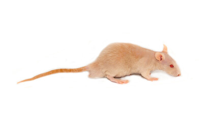 The bald rat is white with red eyes. Experimental mouse on a white background.