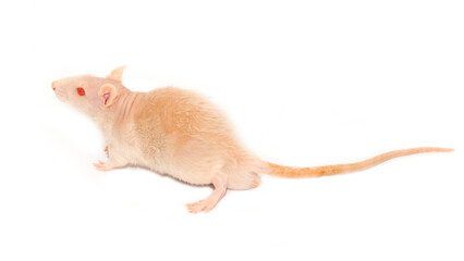 The bald rat is white with red eyes. Experimental mouse on a white background.