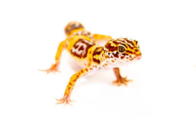 Isolated Eublepharis lizard on a white background. Reptile gecko yellow spotted. Exotic tropical animal.