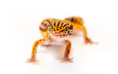 Isolated Eublepharis lizard on a white background. Reptile gecko yellow spotted. Exotic tropical animal.