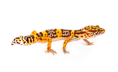 Isolated Eublepharis lizard on a white background. Reptile gecko yellow spotted. Exotic tropical animal.