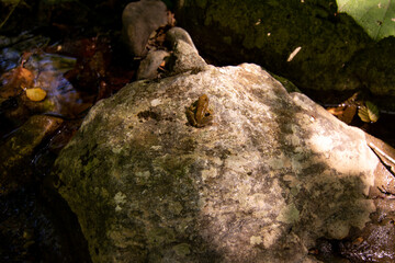 Close Up of of a little frog on a stone near a litthe cascade in a river in a forest on blurred background