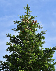 white fir tree needle conifer evergreen Nordmann