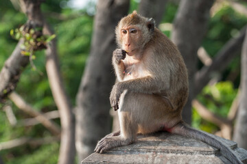 Brown color monkey standing