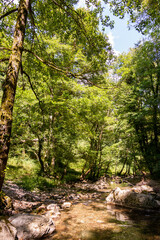 Vertiical View of a River in a forest in a hot summer day