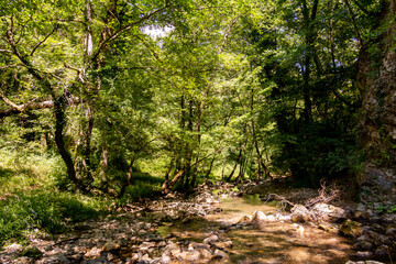 Horizontal View of a River in a forest in a hot summer day at noon