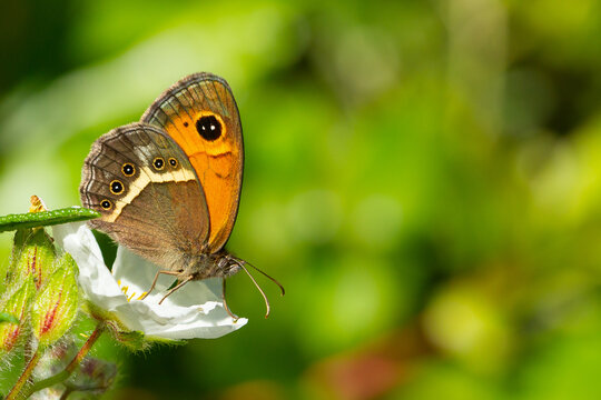 Pyronia bathseba, the Spanish gatekeeper, orange butterfly on white flower with green background.