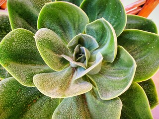 green succulent plant
