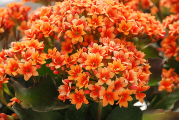 Kalanchoe plant with orange flowers, Kalanchoe blossfeldiana