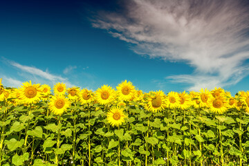Beautiful sunflowers on the field in sunny day