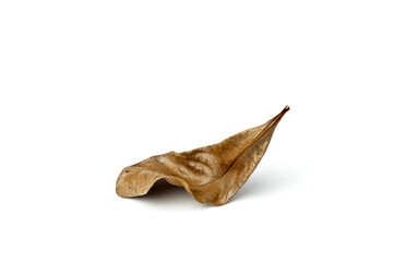 Fototapeta premium Brown dry leaves isolated on white background