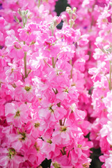 Matthiola incana flower, stock flowers, cut flowers in the nursery, full bloom