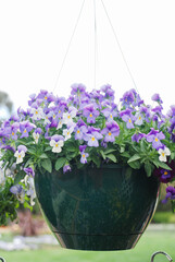 Yellow and Light Purple Flower Pansies closeup of a colorful pansy flower
