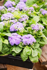 Ageratum, purple ageratum, pot plants in the black tray