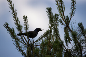 crow on a branch