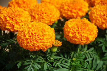 Marigolds Orange Color (Tagetes erecta, Mexican marigold)