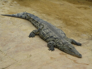 Crocodile