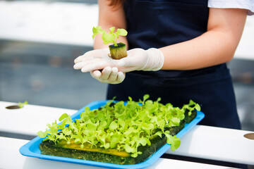 female farmers are studying in Grow vegetables for quality analysis to collect data Check the quality and quantity of production of organic vegetables at modern hydroponic farms.