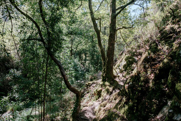 Bosques de Mortagua