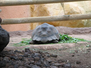 Tortues