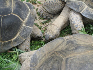 Tortues