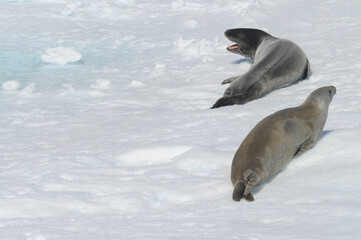 Obraz premium The leopard seal (Hydrurga leptonyx) is the second largest species of seal in the Antarctic