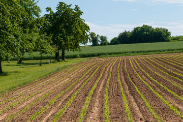 Fototapeta na wymiar Ein Feld mit jungen Maispflanzen, Zea. Der frisch ausgetriebener Mais steht in Reihen.