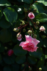 Obraz premium Light Pink Flower of Rose in Full Bloom 