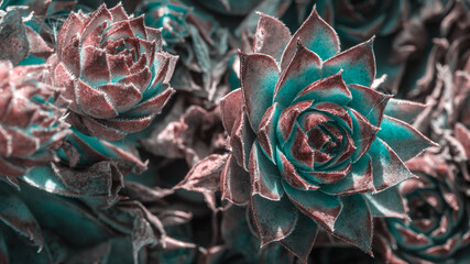 collection of beautiful succulent flowers, close view