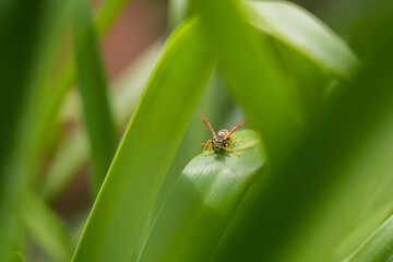Detail macro shot of wasp standing on a leaf outdoor