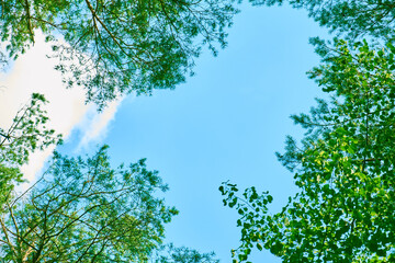 The canopy of tall trees framing a clear blue sky with white clouds. Looking up green forest. Trees with green leaves.